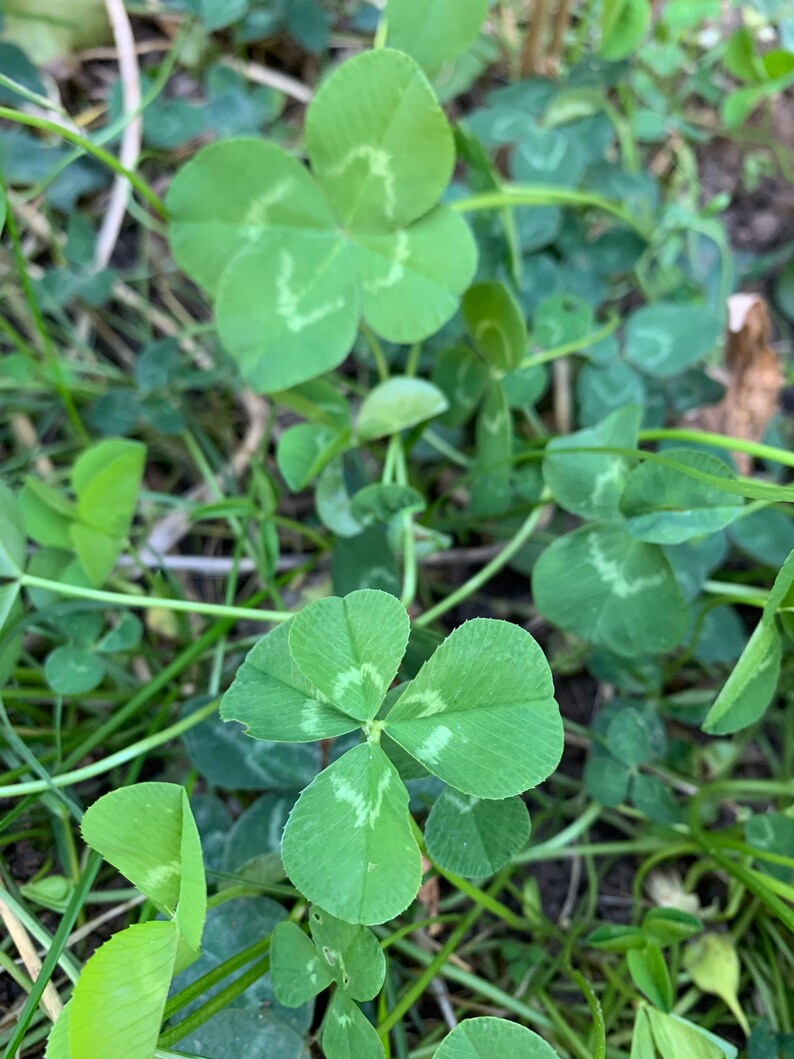 Set of 8 Four Leaf Clover Photography Notecards image 4