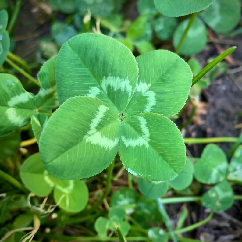 Set of 8 Four Leaf Clover Photography Notecards image 5