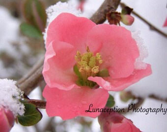 Blossom in Snow Photograph 11 x 15