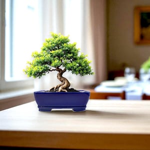 Könnte beinhalten: Ein kleiner Bonsai-Baum mit leuchtend grünen Blättern und einem verdrehten braunen Stamm in einem tiefblauen rechteckigen Topf. Der Bonsai steht auf einem hellen Holztisch, mit einem verschwommenen Esszimmer im Hintergrund.