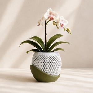 May include: A white orchid plant with speckled pink and purple centers, potted in a spherical white planter featuring a lattice-like geometric pattern and a solid olive green base that curves upward along one side of the container.