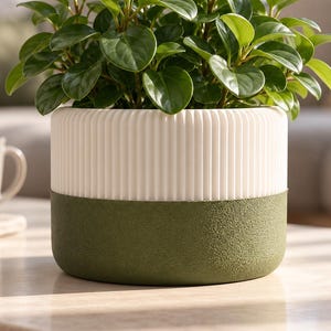 May include: A lush green plant with rounded leaves potted in a cylindrical planter. The planter features a two-tone design with a white, vertically ribbed upper section and a solid, textured olive green base, creating a distinct contrast.