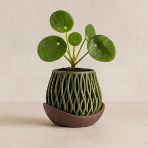 May include: A small Pilea peperomioides plant with round, dark green leaves potted in a dark olive green, lattice-patterned planter that sits inside a dark brown, curved, bowl-shaped saucer, showcasing a distinct contrast in texture and color.