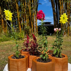 Puede incluir: Cuatro jardineras octogonales de madera con flores coloridas. Las flores incluyen bocas de dragón amarillas, rosas y rojas, y una planta rojo-púrpura. Las jardineras están sobre una superficie blanca, con un fondo de bambú.