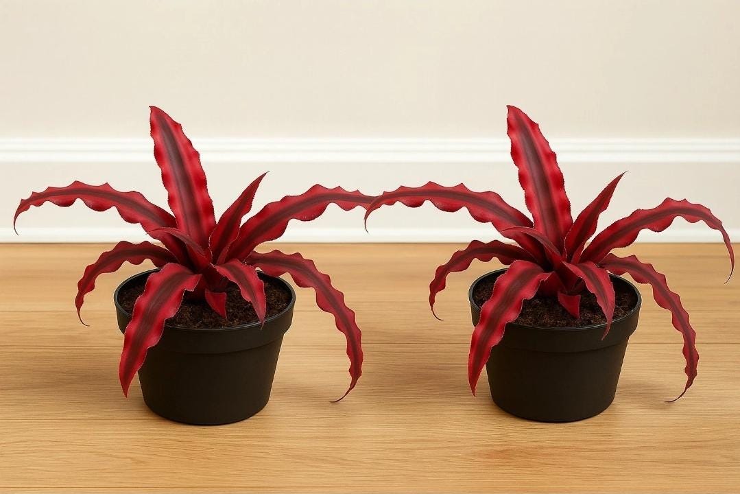 Cryptanthus Bromeliad - Etsy