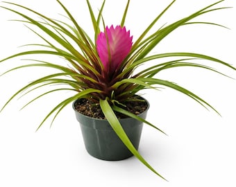 Tillandsia Cyanea Pink Quill, planta de aire tropical de interior en maceta de 10 cm.