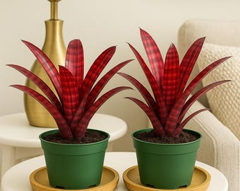 Neoregelia 'grove's Red Tiger' Small Pup — Glossy Red Banded