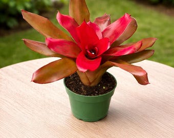 Bromelia "Maria": levende plant in pot van 4". Exotische plant