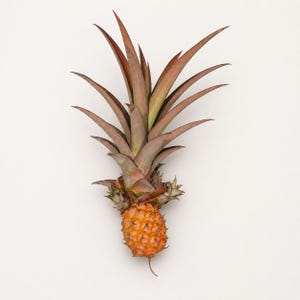May include: A small, golden-orange pineapple with a textured, segmented surface. The fruit is topped with a large, prominent crown of long, pointed, brownish-purple leaves that extend upwards and outwards in a sharp, spiky, and radial formation.