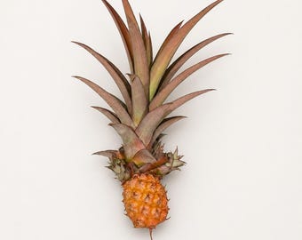 Mini Ornamental Pineapple Plant with Fruit & Pups – Live Bromeliad in 4-Inch Pot
