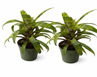 Pack Of 2 Vriesea Batik Bromeliad Live Plant in 4” Pot Tropical Indoor
