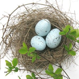 Robin eggs, bird eggs, spring decor image 2