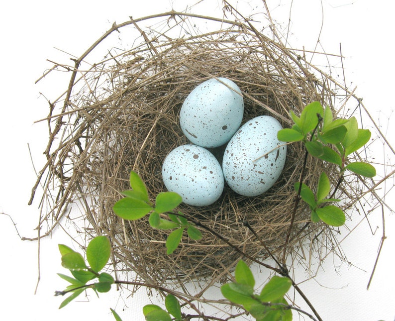 Robin eggs, bird eggs, spring decor image 2