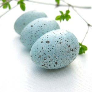Robin eggs, bird eggs, spring decor image 1