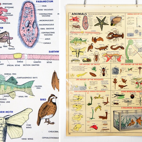 Vintage 1950's Biology Wall Chart  - Animals