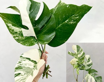 1960s Dümler&Breiden XXL fatlavj LORA XXL Flower Pot Dümler Breiden Rare Vintage Mid Century
