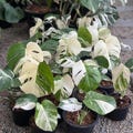 Monstera Deliciosa Albo Variegata | Rare White Variegated Plant | Collector’s Aroid | Rooted Cutting or Potted | Swiss Cheese Plant Albo product logo