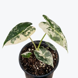 Alocasia chantrieri - Etsy 日本