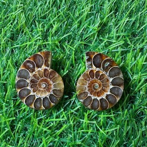 Könnte beinhalten: Zwei polierte Ammoniten-Fossilien mit einer spiralförmigen Schalenstruktur und ausgeprägten Kammern. Die Fossilien weisen eine natürliche Farbpalette aus Dunkelbraun-, Beige- und Cremetönen auf und zeigen die komplexen, segmentierten Muster.