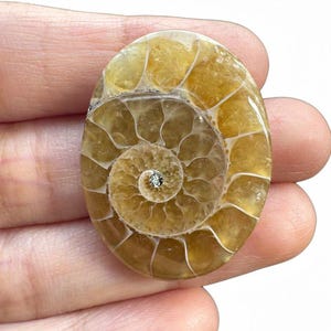 May include: A polished, oval-shaped ammonite fossil with a spiral pattern. The fossil is primarily a warm yellow-brown color, with a small, sparkling inclusion at the center of the spiral. The fossil is held in a hand.