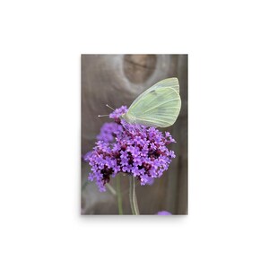 May include: A close-up photograph of a pale green butterfly perched on a cluster of small, vibrant purple flowers. The background is a blurred wooden surface, creating a natural and serene scene. The butterfly's wings are delicately detailed.