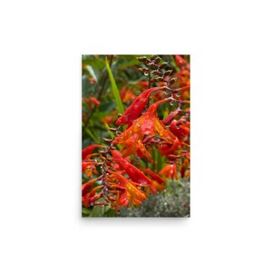 May include: Close-up of vibrant orange and yellow Crocosmia flowers, with water droplets clinging to the petals. The flowers are in full bloom, set against a backdrop of green foliage. The image captures the beauty of nature.