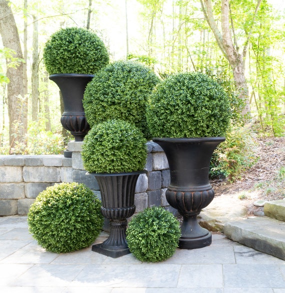 Boxwood Greenery Balls - 15 Inch