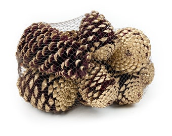 Pine Cone Maritima - Burgundy and Gold - 12 Pieces