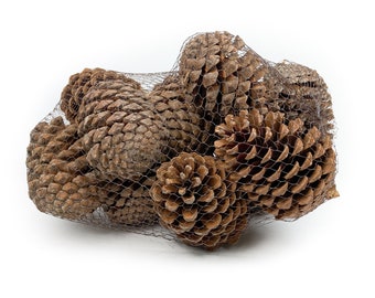 Pine Cone Maritima Natural - 12 Pieces