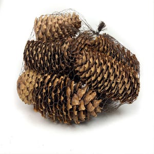 May include: A close-up of a bag of brown pine cones. The cones are arranged in a cluster and are held together by a mesh netting.