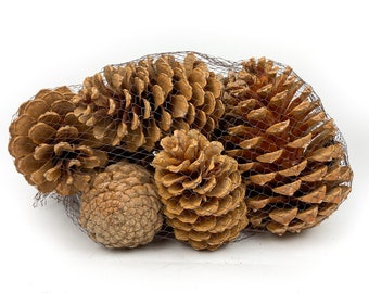 Pine Cone Maritima Bleach Mixed - 12 Pieces