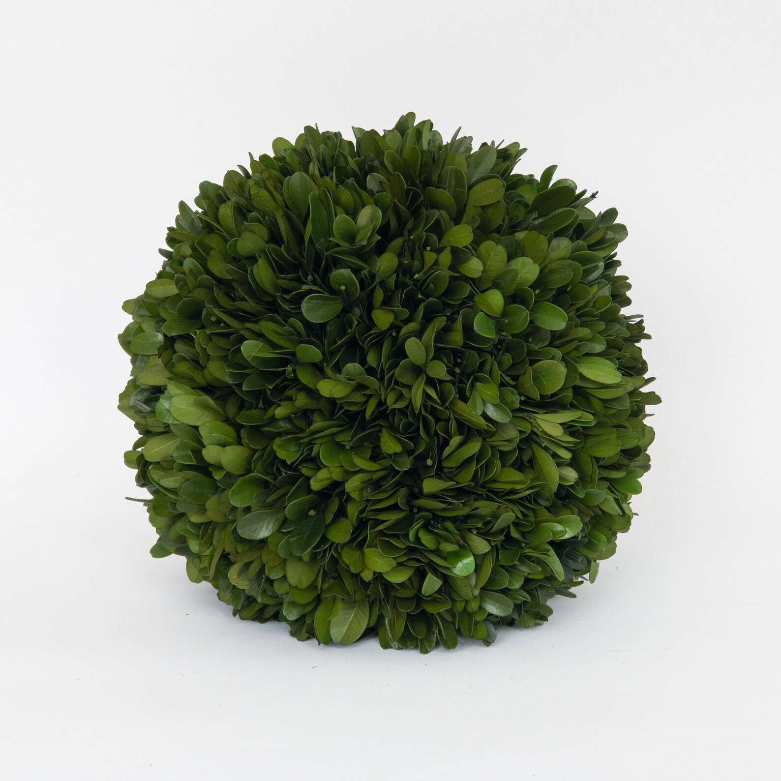 Preserved Boxwood Balls 8 Inches Etsy