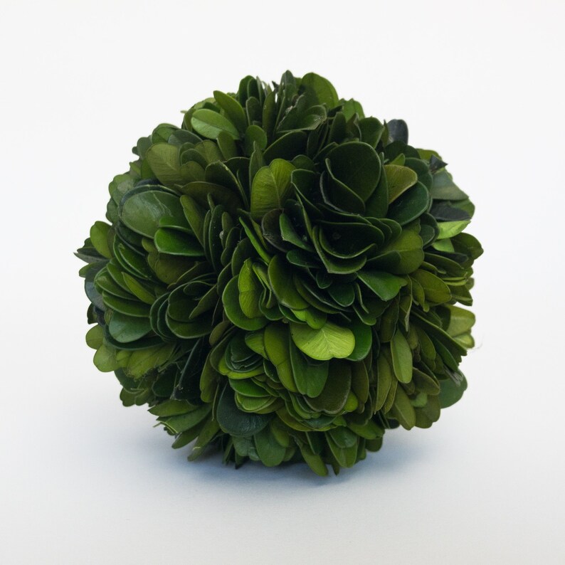 Boxwood Balls Preserved 4 Inches SET OF 3 PIECES Etsy