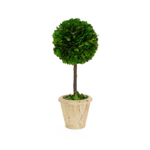 Boxwood Single Ball Topiary - Preserved - 12 Inch