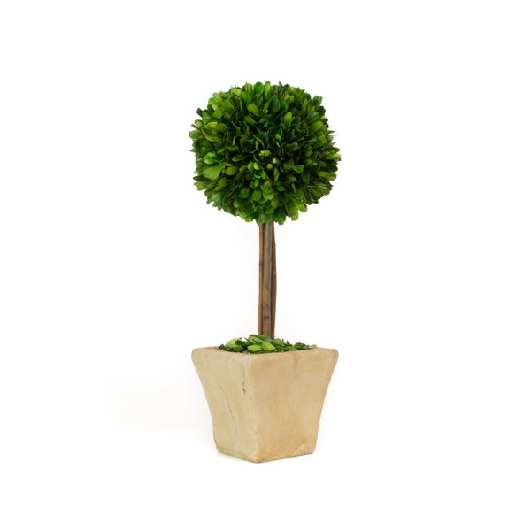 Boxwood Topiary Square Pot - Preserved - 16 Inch