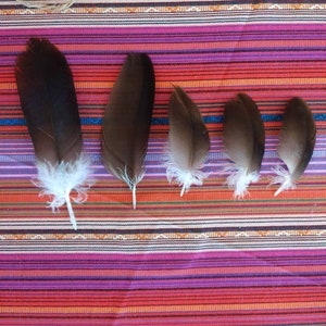 Vulture Feather LOT (5) Natural Molt 6.5 - 3.5" Inches Smudge Art Decor Altar Ceremonial Tribal Crafting Art Macrame Jewelry Costume