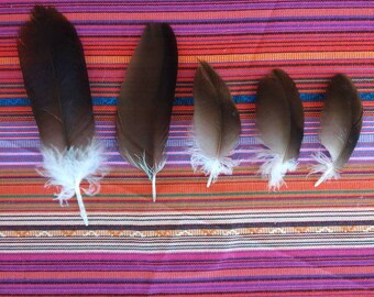 Vulture Feather LOT (5) Natural Molt 6.5 - 3.5" Inches Smudge Art Decor Altar Ceremonial Tribal Crafting Art Macrame Jewelry Costume