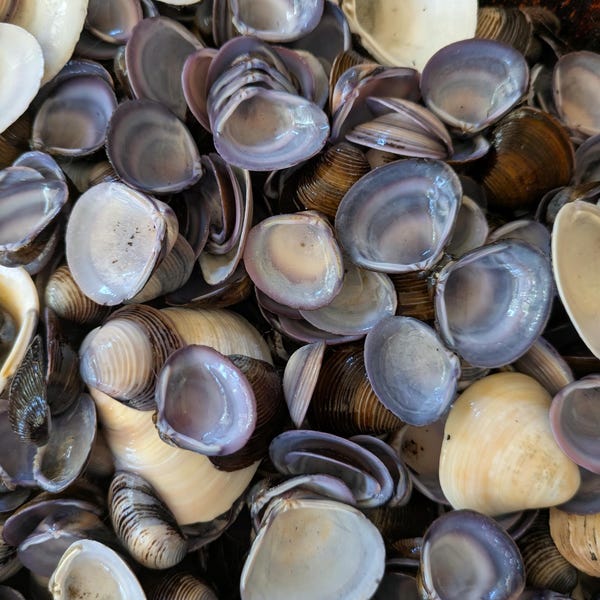 Bulk Shells Crafting Jewelry 1 Pound Blue White Mix Large Medium Small Beautiful Freshwater Clam Beach Decor Crafts custom requests welcomed