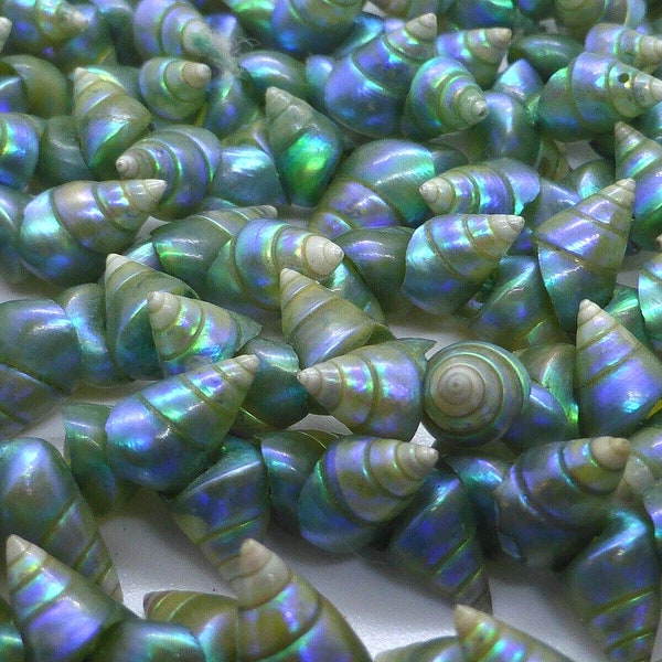 Rare Sea Shells - Etsy