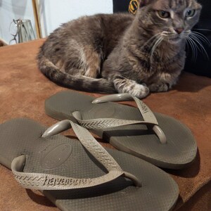 May include: A pair of brown flip-flops with the brand name "havaianas" printed on the straps. The flip-flops are on a brown surface with a gray tabby cat lying on the surface.