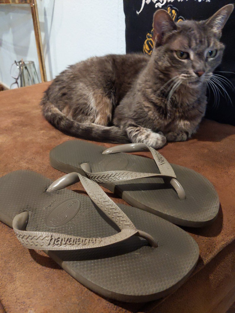 May include: A pair of brown flip-flops with the brand name "havaianas" printed on the straps. The flip-flops are on a brown surface with a gray tabby cat lying on the surface.