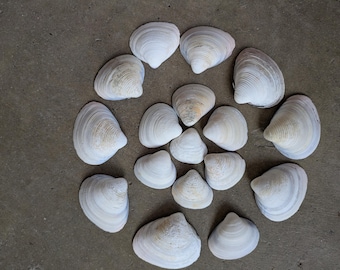 Conchas blancas de almeja asiática de agua dulce, artesanías, joyería, decoración de disfraces, suministros para manualidades a granel