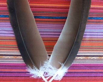 Vulture Feather LOT (2) Large Natural Molt 8 - 10" Inches Smudge Art Decor Altar Ceremonial Tribal Crafting Art Macrame Jewelry Costume