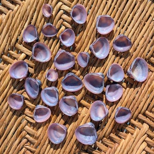 May include: A collection of small, iridescent seashells in shades of purple and white, arranged on a woven, light brown surface. The shells vary in size and shape, with a pearlescent sheen.