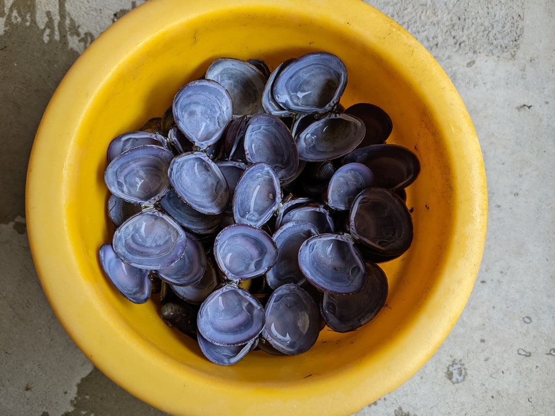 Blue Shells Asian Freshwater Clam Shell Pairs Crafting Paired Jewelry  Costume Decor Crafts Supply Bulk - Etsy