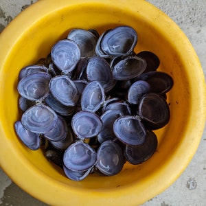 May include: A yellow bowl filled with a large quantity of purple and white clam shells.
