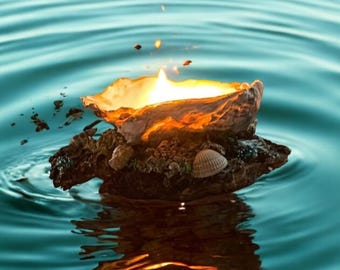 Oyster Glow – Handmade Soy Wax Candle in Seashell with Driftwood Base