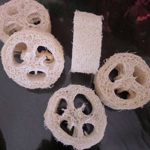 7/8 Loofah Cuts, Natural Sponge Exfoliant, Luffah, Luffa, Loofa, Soap Embed Lot of 5 Homegrown Organic image 2