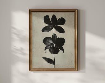 Vintage Black Orchid Print - Dark Academia Wall Art - Antique Botanical Illustration - Sepia Flower Poster - Moody Floral Study