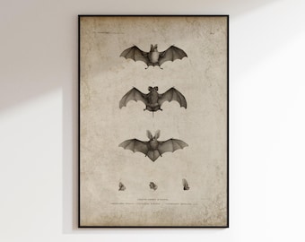 Vintage Bat Print - Gothic Science Illustration - Dark Academia Wall Decor - Antique Natural History Poster - DIGITAL DOWNLOAD